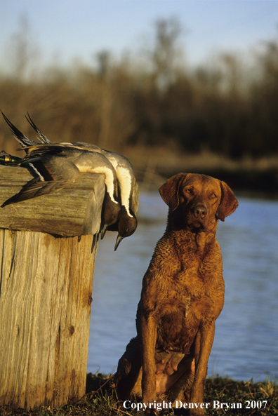 Chesapeake Bay Retriever with bagged ducks.