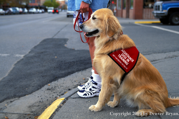 Golden Retriever in assistance training.