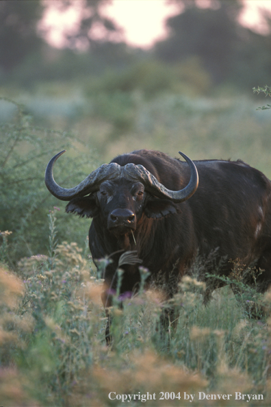 Cape Buffalo in habitat.