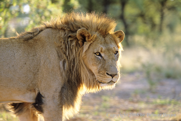 African lion in habitat.