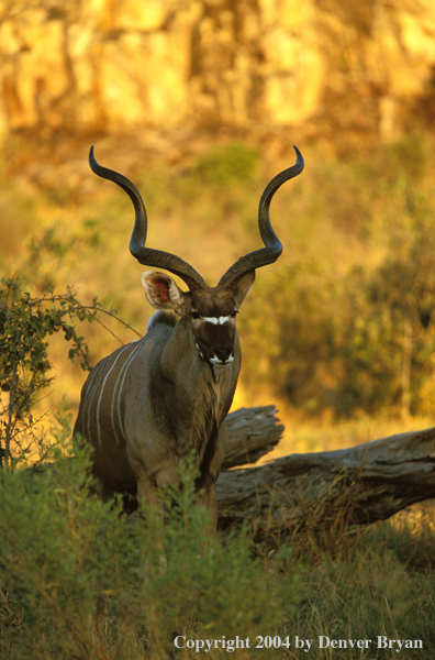 Kudu bull in bush.  Kenya, Africa.