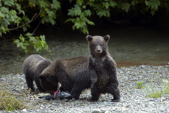 Brown bear cubs with salmon in the river.