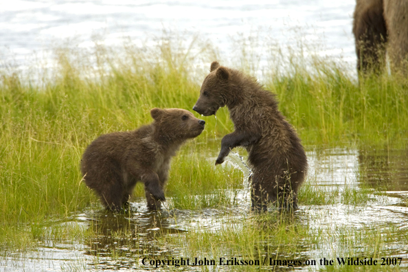 Brown Bear cubs