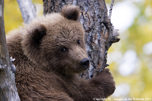 Brown Bear cub. 