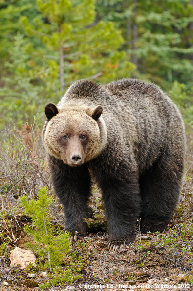 Grizzly Bear in habitat.