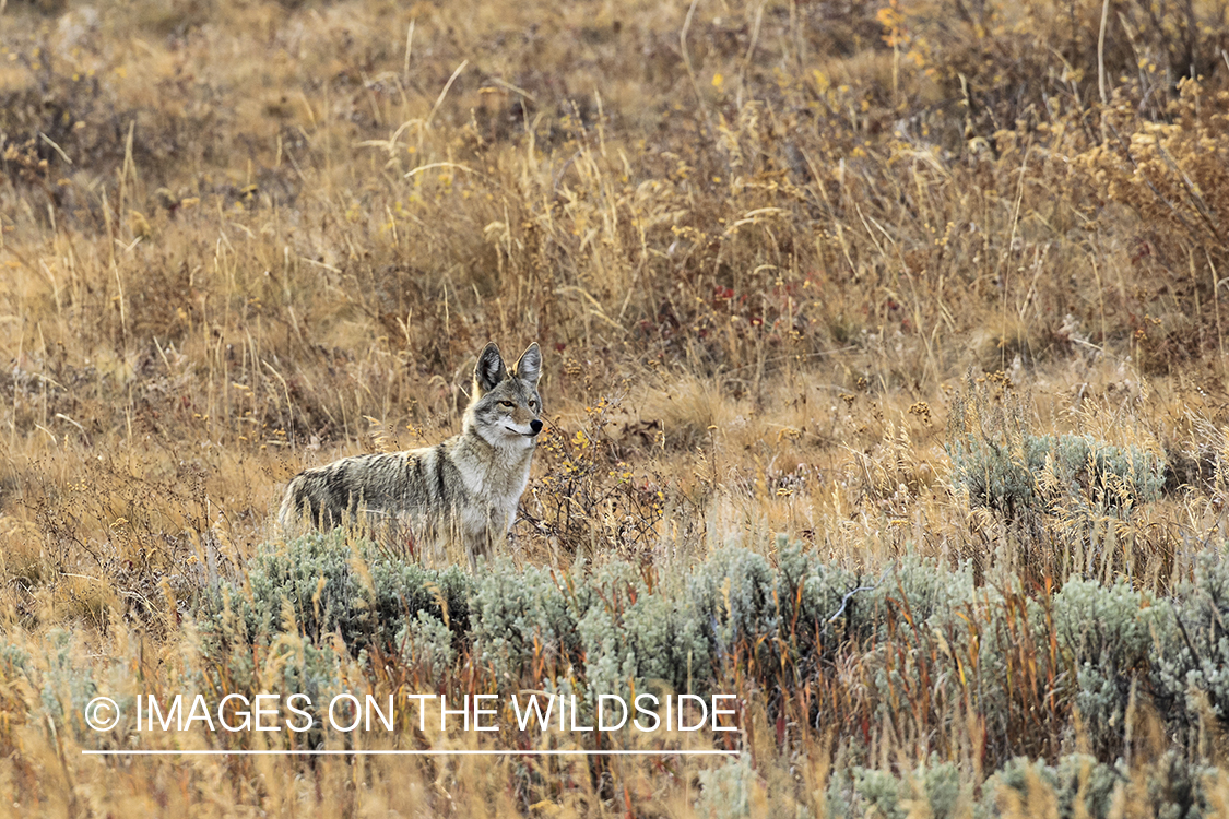 Coyote in habitat.