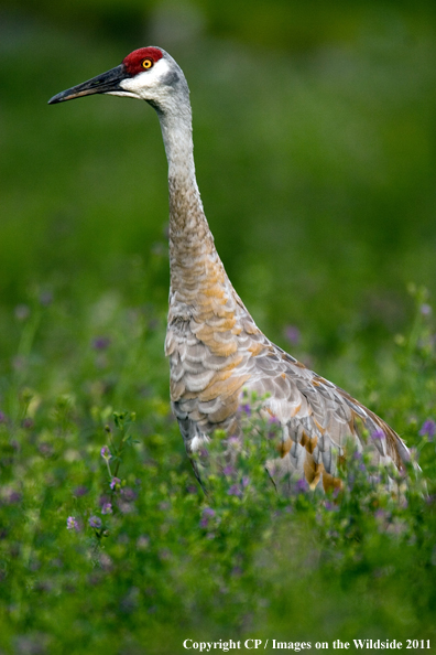 Sandhill Crane in habitat. 