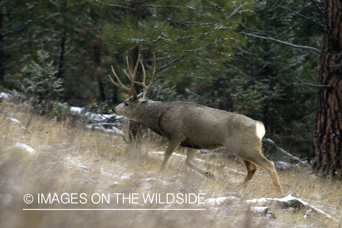 Mule deer in habitat