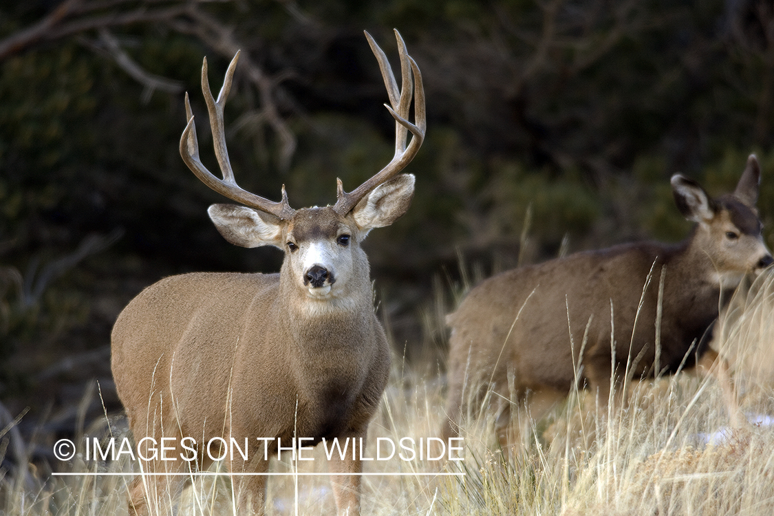 Mule deer 