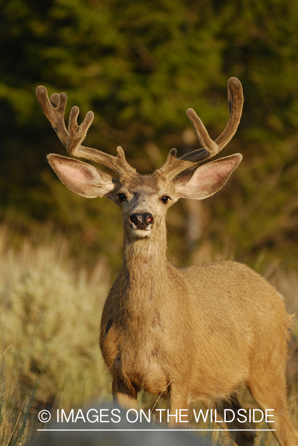 Mule deer in velvet