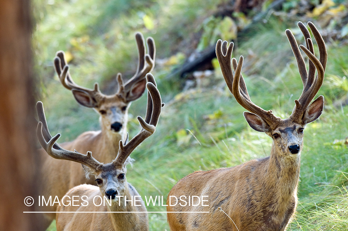Mule Bucks in Velvet 