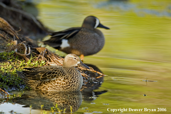 Blue-winged Teal duck pair.