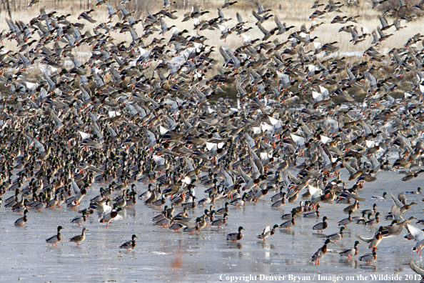 Flock of mallards on ice. 
