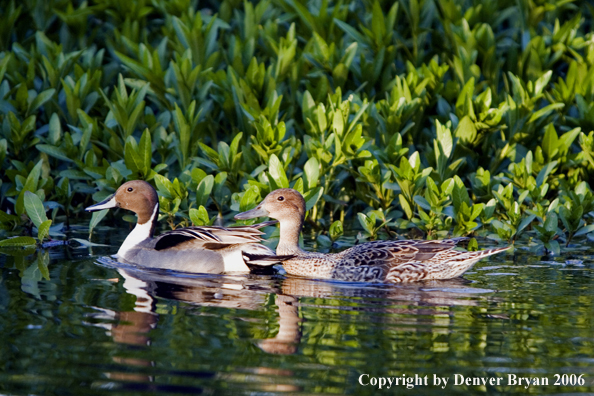 Pintail ducks.