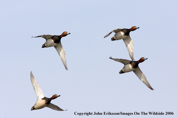 Redhead ducks in habitat.
