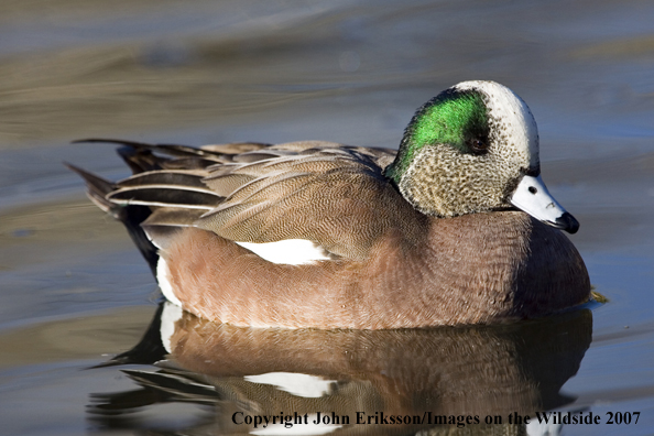 Wigeon duck