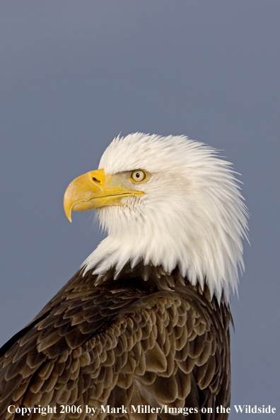 Bald Eagle in habitat.