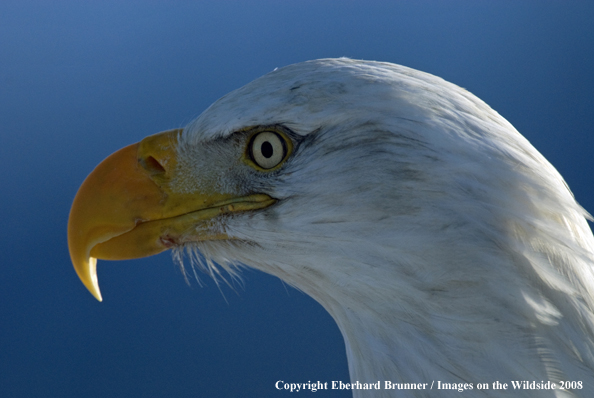 Bald Eagle in habitat