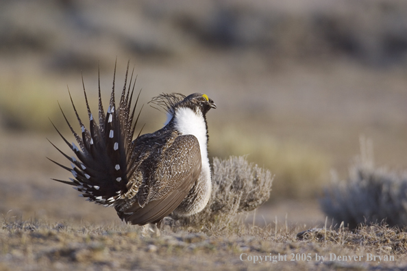 Sage grouse displaying on booming ground.