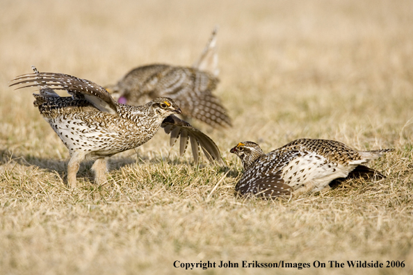 Sharp-tailed grouse fighting in habitat.