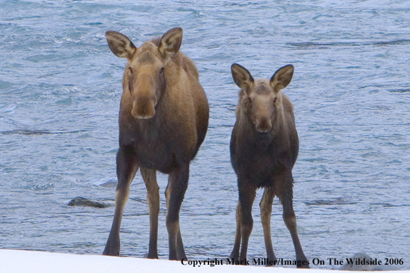 Shiras moose cow and calf  at water's edge.