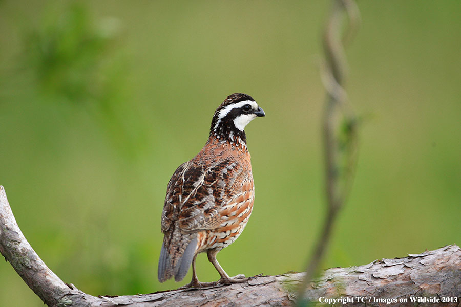 Bobwhite Quail in habitat.
