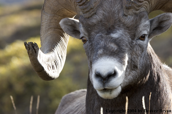Rocky Mountain bighorn sheep (ram).