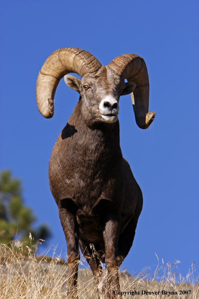 Rocky Mountain Big Horn Sheep