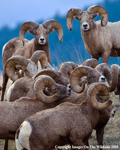 Rocky Mountain Bighorn Sheep