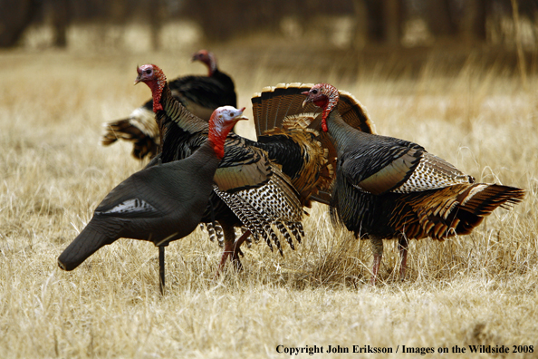 Rio Grande Turkeys in habitat