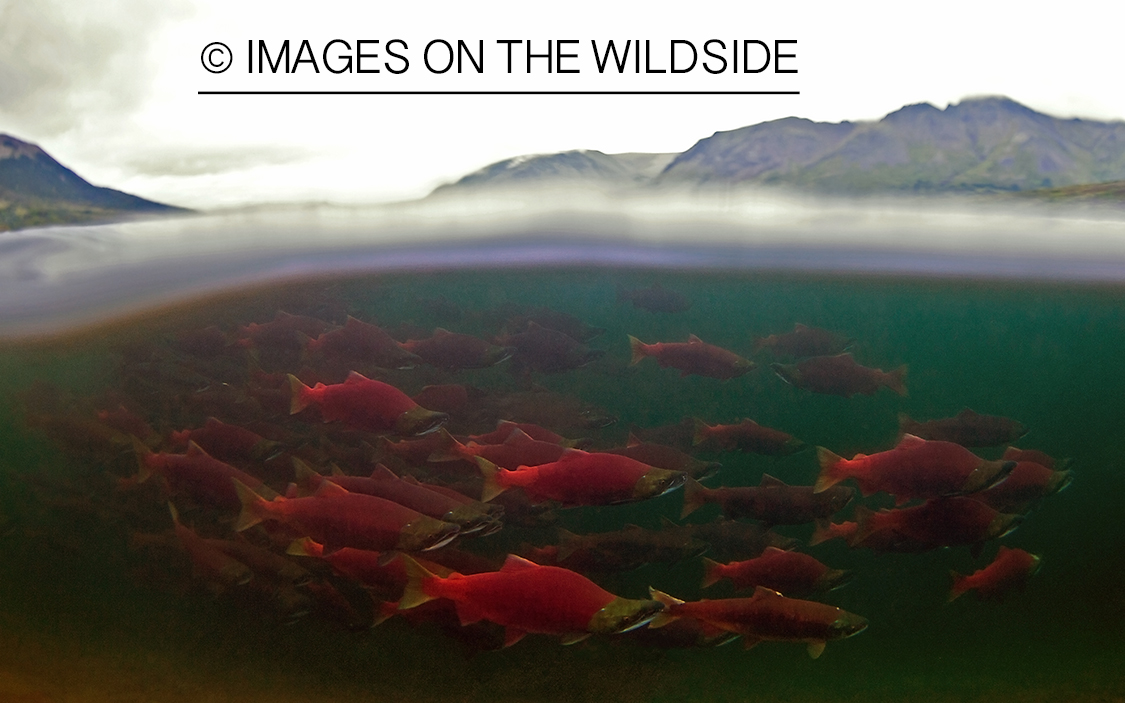 Alaskan Sockeye Salmon (Togiak, Alaska)