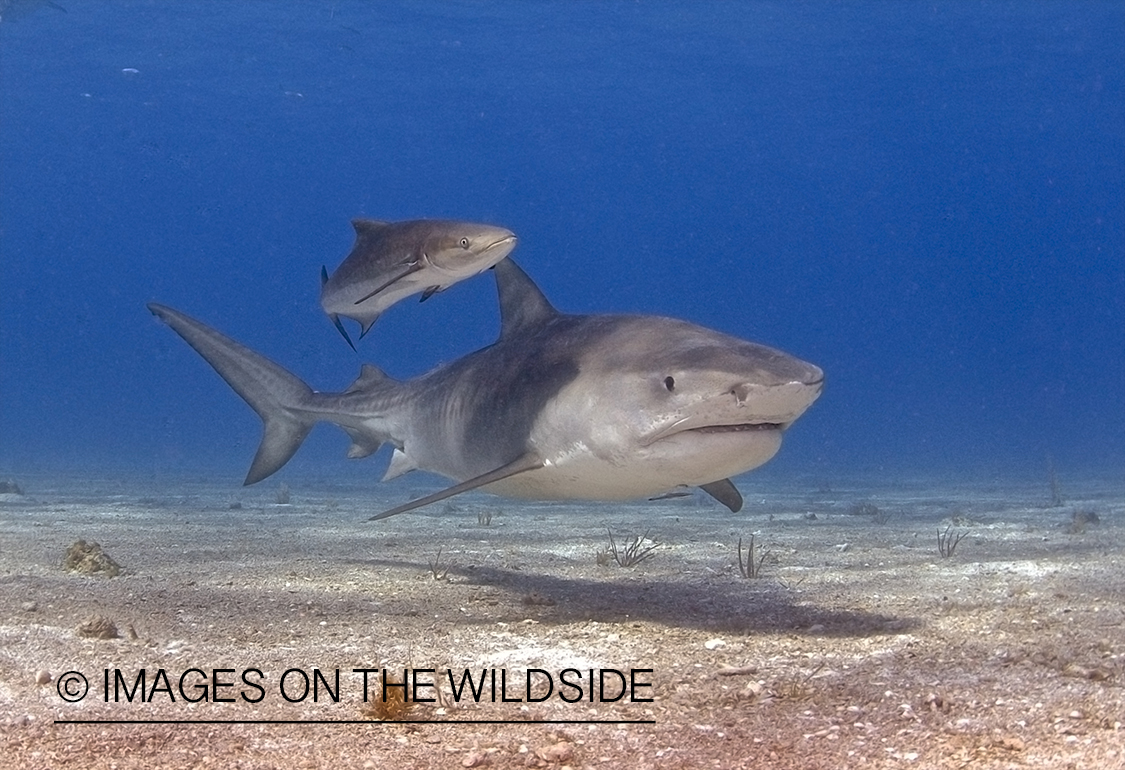 Tiger shark in habitat.