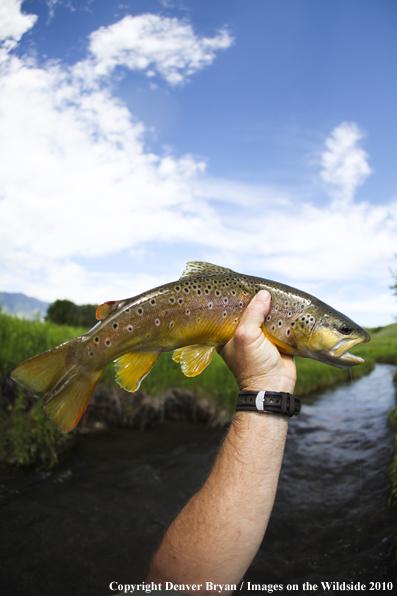 Flyfisherman holding brown trout