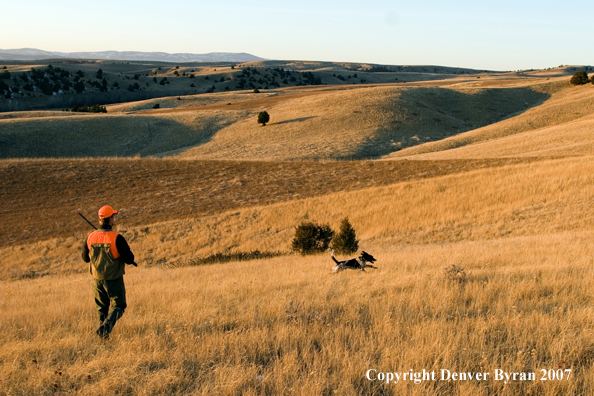 Upland game hunter in field.