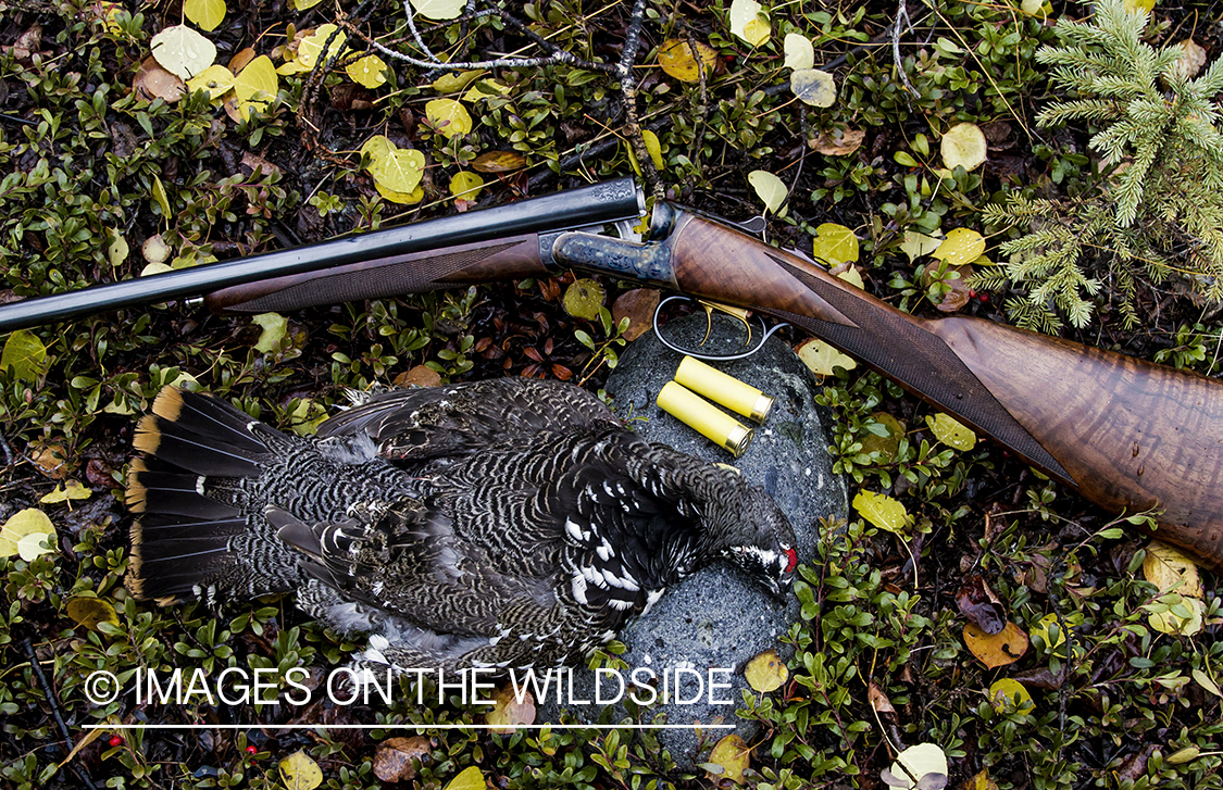 Bagged spruce grouse with shotgun.