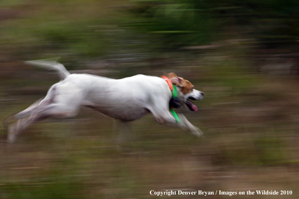  English Pointer in field