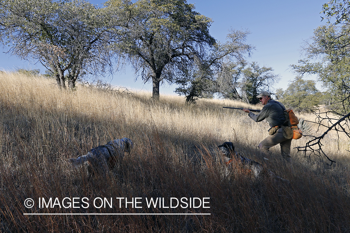 Upland game bird hunter in field with dogs.