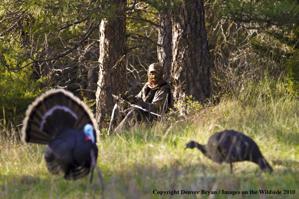 Hunter with (Merriam's) turkey in sights
