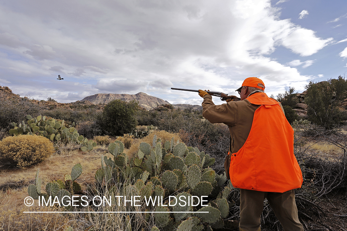 Quail hunter shooting at flying Gambel's Quail.