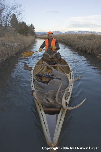 Big game hunter paddling canoe with bagged white-tailed deer in bow.