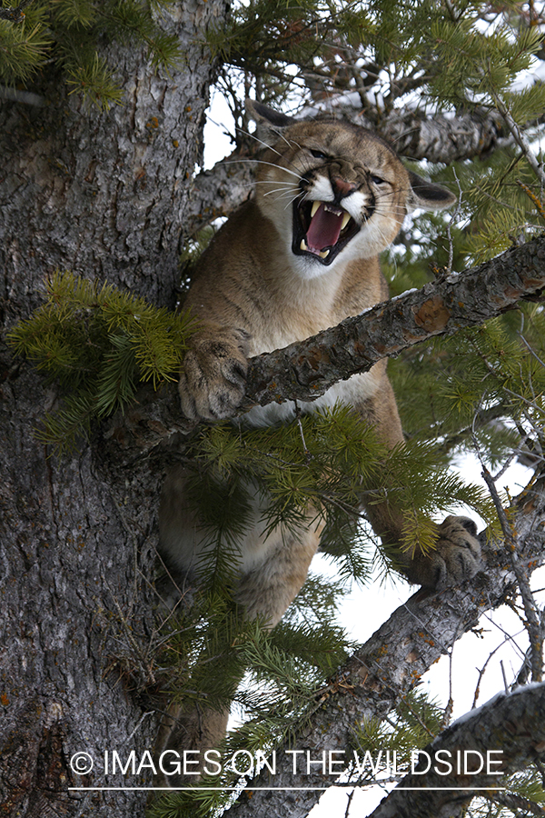 Mountain lion in tree.