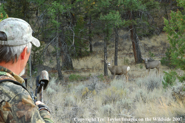Bowhunter on mule deer