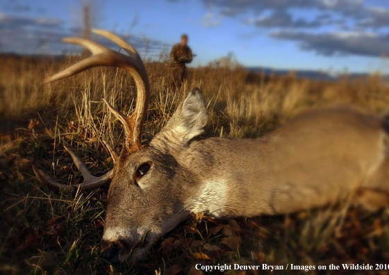 Bowhunter approaching whitetail buck kill. (Original image # 11049-017.53D)