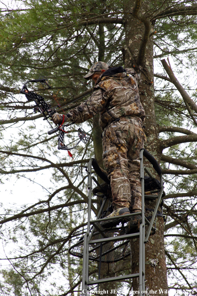 Bowhunter taking aim from tree stand. 