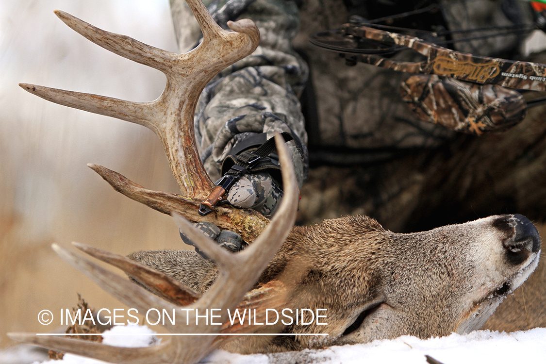 Bowhunter wearing trigger release holding bagged white-tailed buck antlers.
