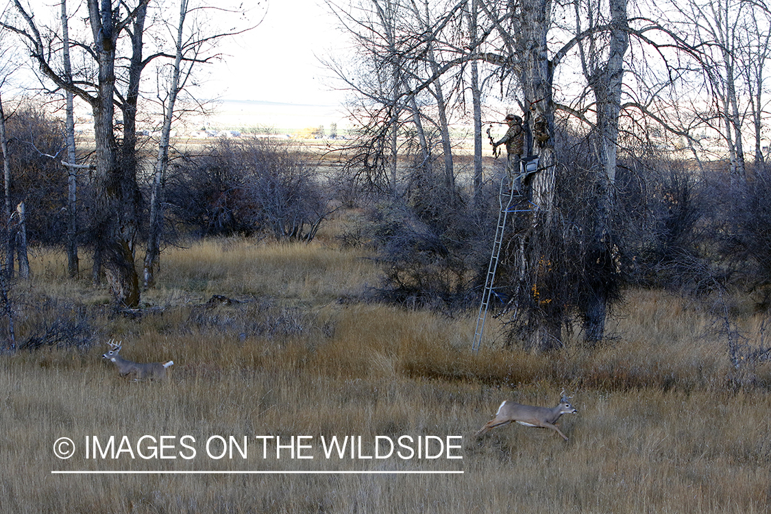 White-tailed deer running from hunter in tree stand.