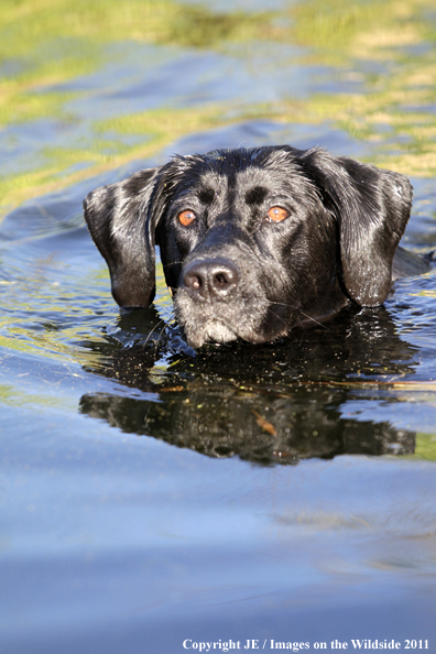 Black Labrador Retriever.