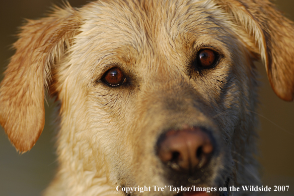 Yellow Labrador Retriever