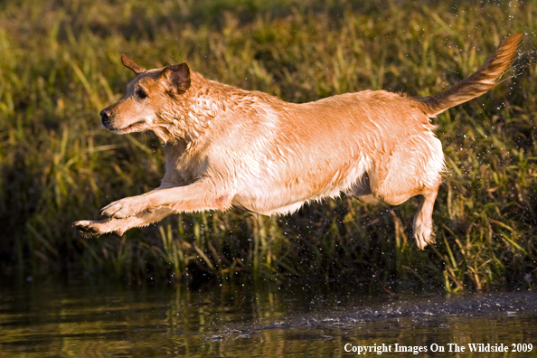 Yellow Labrador Retriever