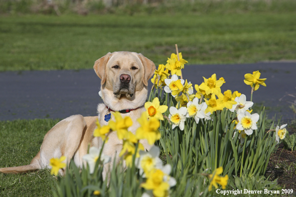 Yellow Labrador Retriever in yard